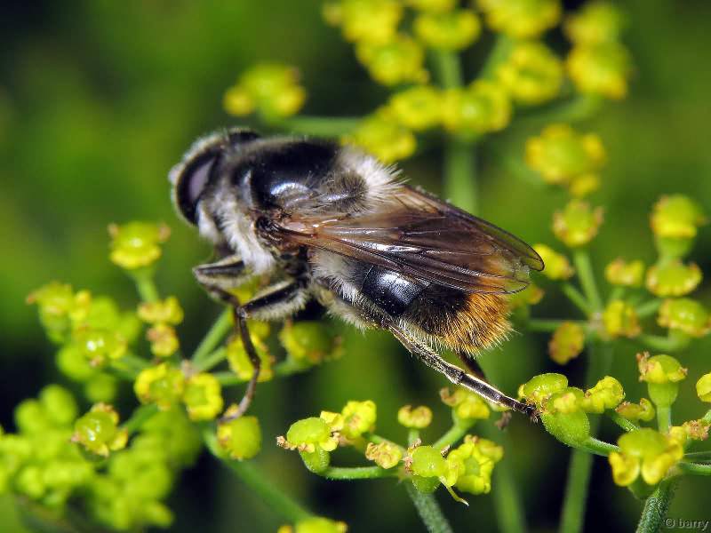Cheilosia illustrata (Harris, 1780)